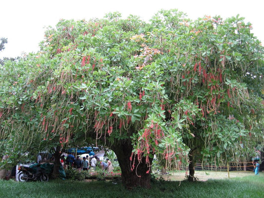 5 Barringtonia acutangula  Plants, Freshwater Mangrove, Indian Oak Tree ,With Phytosanitary Certificate - Seedsforgarden (Since 1999).We Ship Seeds & Live Plants Worldwide 