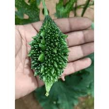 10 Grams Batuk F1 Hybrid Bitter Gourd Seeds | Karela Balsam Pear |  Worldwide Shipping