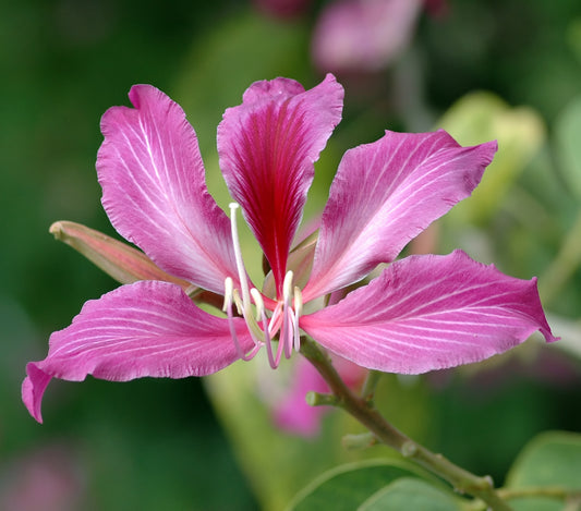 20 Bauhinia × blakeana Seeds – Hong Kong Orchid Tree Seeds