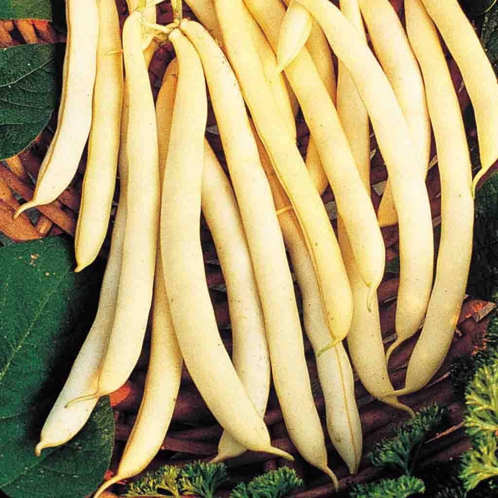 25 Yellow bush bean seeds, NON Gmo Seeds, Yellow wax beans Seed. Non - Gmo. - Seedsforgarden (1999-2024 ) .We Ship Seeds & Live Plants Worldwide 
