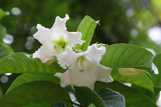 5 Beaumontia grandiflora Plants , Easter Lily Vine Plants, With Phytosanitary certificate - Seedsforgarden (Since 1999).We Ship Seeds & Live Plants Worldwide 