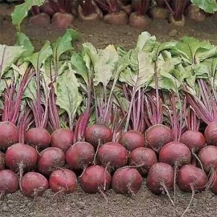 10 Gram USM Jenifer F1 Hybrid Beetroot Seeds – Unisem Seeds