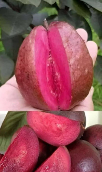 10 Beetroot guava Plants,  Psidium guajava Red Plants,  With Phytosanitary certificate