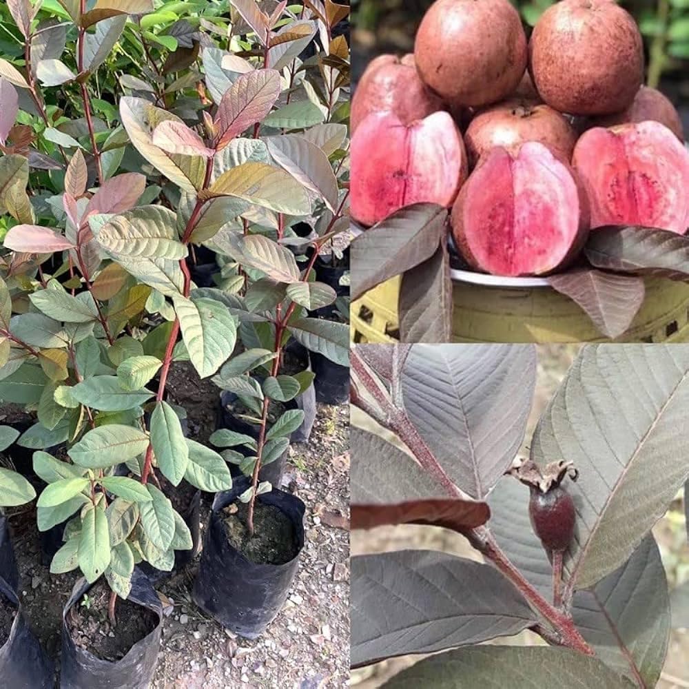 10 Beetroot guava Plants,  Psidium guajava Red Plants,  With Phytosanitary certificate
