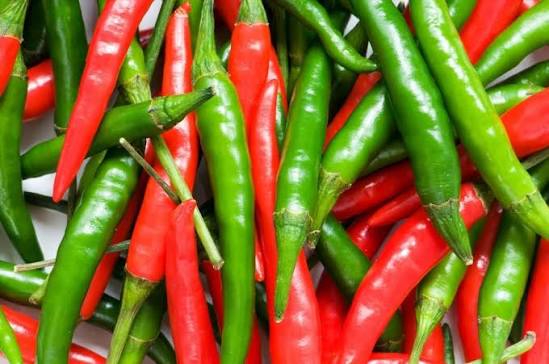 10 Grams Hybrid Chilli Seeds | Takii HP 55 F1 – High-Yield Green & Red Chillies