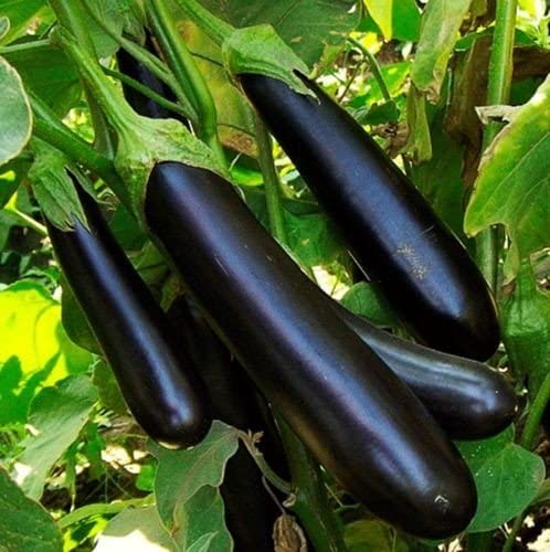 10 Grams Black Beauty F1 Hybrid Eggplant Seeds for Home Gardening