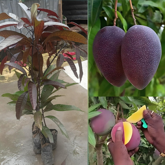 5 Live Black Stone Mango Fruit Plant ( Grafted ), With Phytosanitary Certificate - Botanika