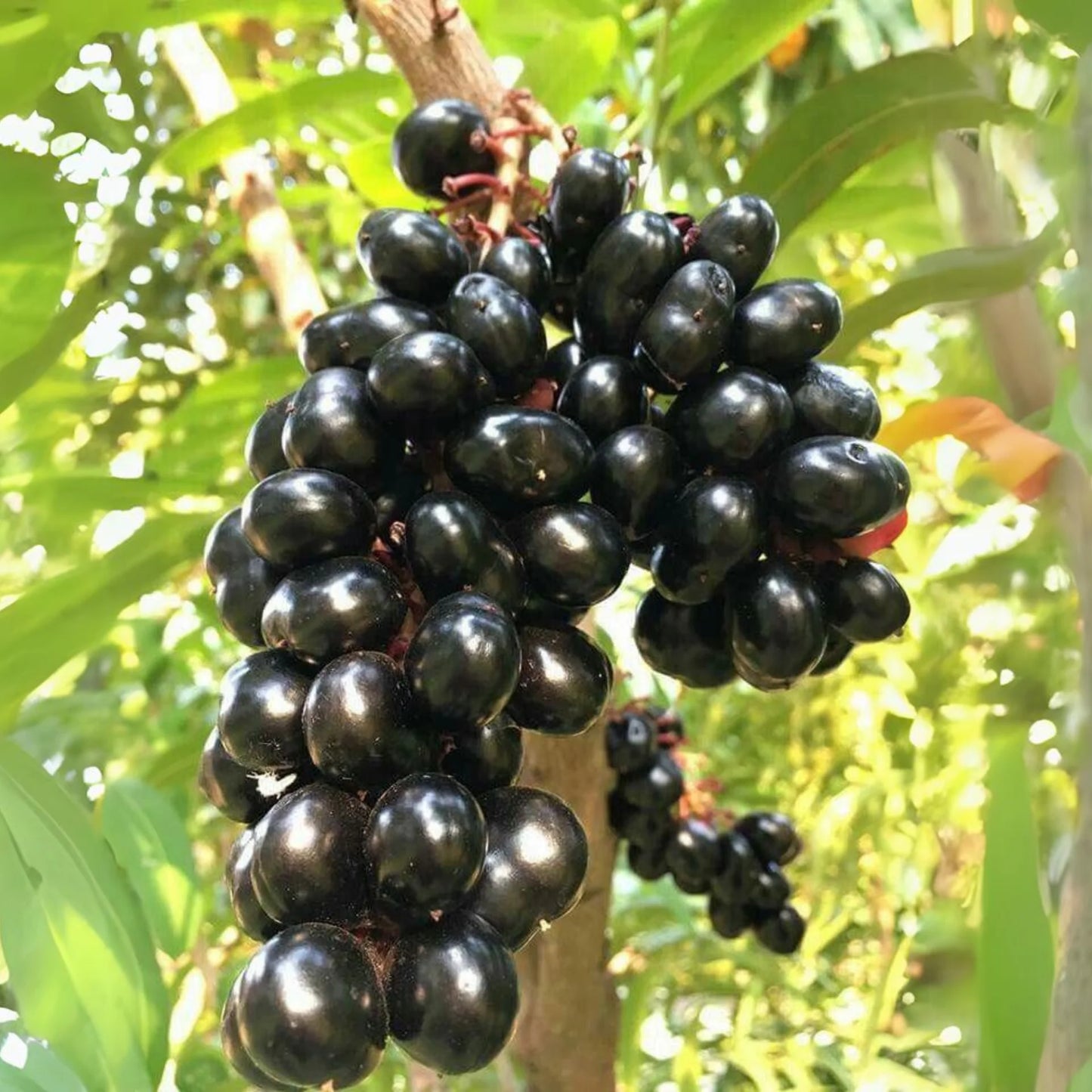 10 Syzygium cumini (Jamun) Plant, Java Plum, Black Plum, Malabar Plum