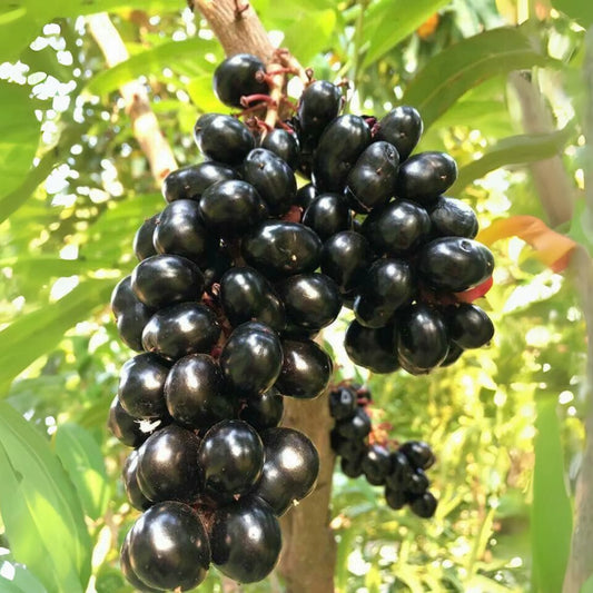 10 Syzygium cumini (Jamun) Plant, Java Plum, Black Plum, Malabar Plum