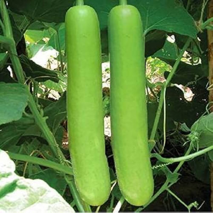 10 Grams Bottle Gourd USM Shashank F1 Hybrid Seeds –| Lagenaria siceraria