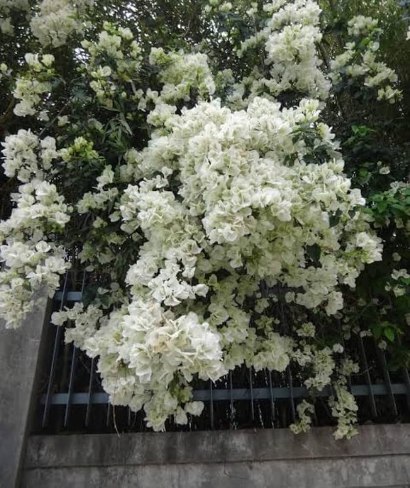 10 Live Bougainvillea White Flower Plants, With Phytosanitary certificate - Seedsforgarden (Since 1999).We Ship Seeds & Live Plants Worldwide 