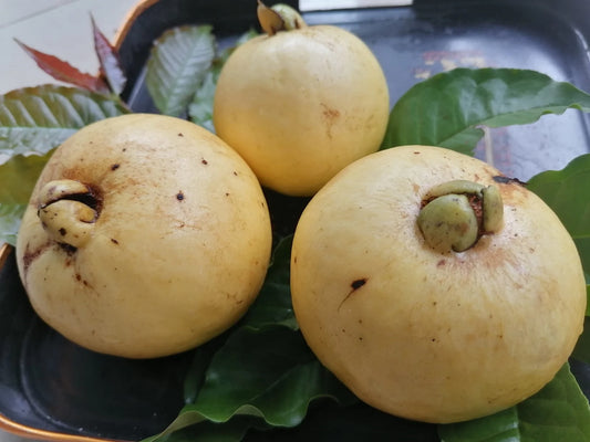 10 Brazilian Perfumed Guava Fruit Plant (Psidium angulatum)
