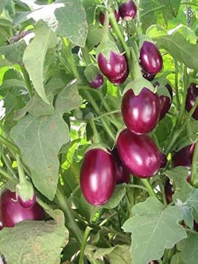 10 Grams Pragati F1 Hybrid Brinjal Seeds – Sungro Seeds | Aubergine Seeds