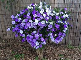 10 Yesterday Today Tomorrow, Brunfelsia pauciflora  ,Francisia  Plants, With Phytosanitary Certificate - Botanika