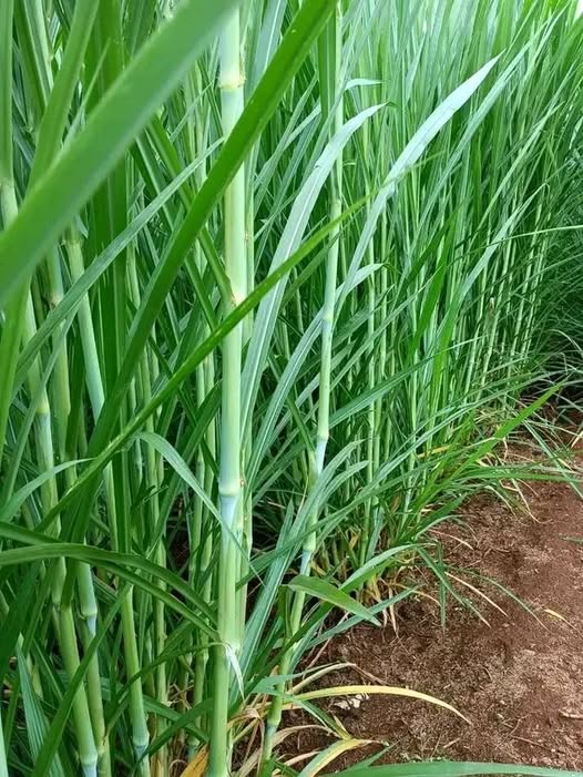 1 Kg Super Napier Grass Seeds for Cattle | With Phytosanitary certificate