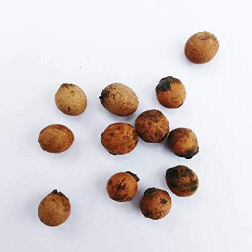 1 kg Indian Sandalwood Tree Seeds (Santalum album Seeds) With Phytosanitary Certificate