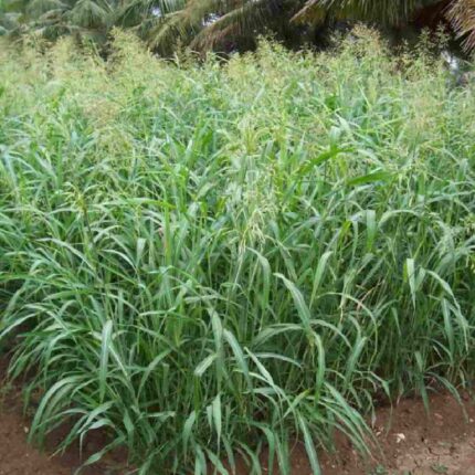 1 kg COFS 29 Multicut Fodder Sorghum Seeds , Phytosanitary Certificate