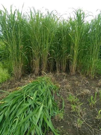 1 KG CSV-33 MF Anant Jowar Seeds ,Sorghum bicolor, | Worldwide Shipping