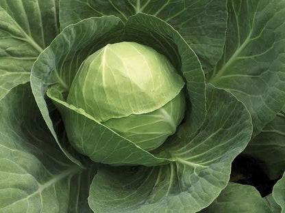 10 Grams Puma F1 Hybrid Cabbage Seeds | Brassica oleracea  Seeds
