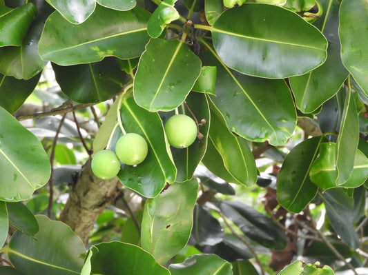 10 Calophyllum inophyllum Plants , Alexandrian Laurel Plants , Indian Laurel Plants ,