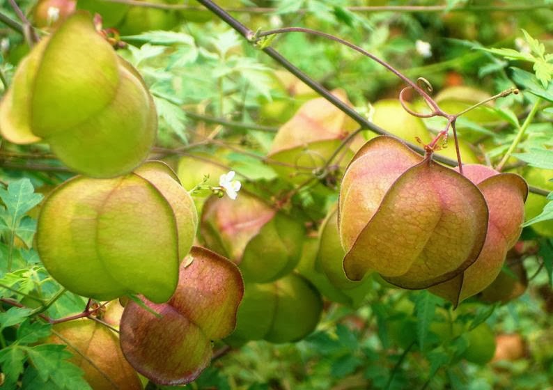 10 Cardiospermum halicacabum, Balloon Vine Plants, With Phytosanitary certificate