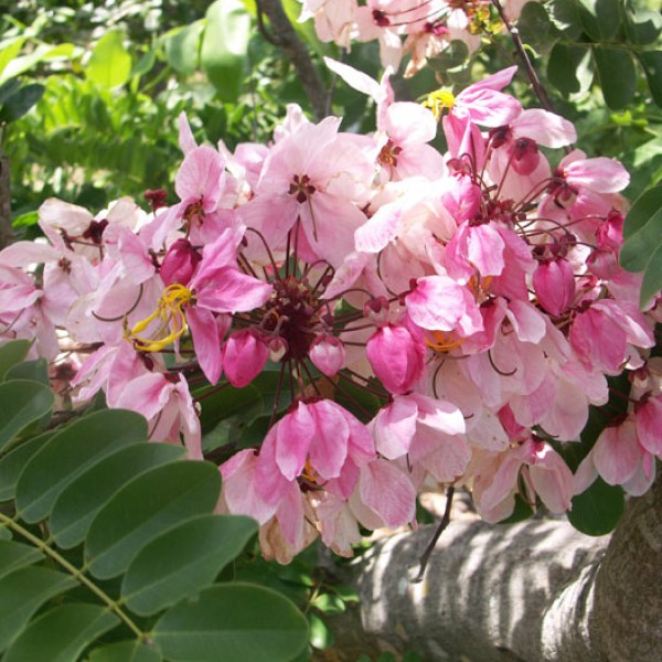 10 Cassia grandis Plants, Pink Shower Tree Plants