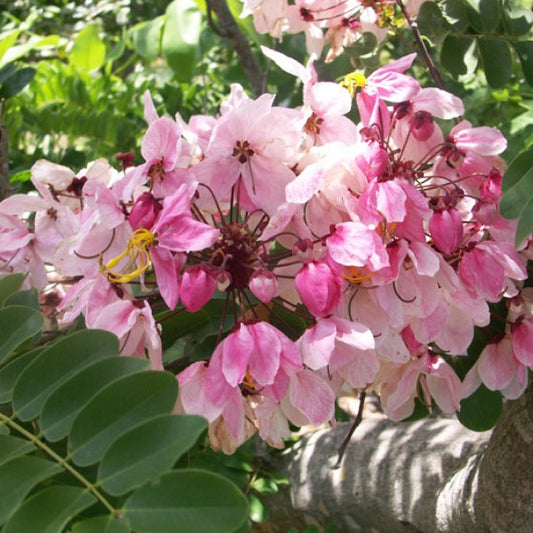 10 Cassia grandis Plants, Pink Shower Tree Plants