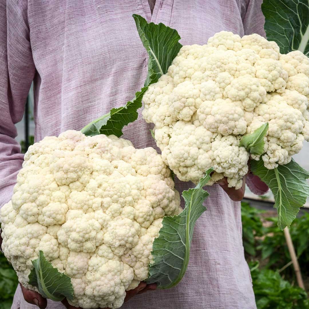 10 Grams TS 3678 F1 Hybrid Cauliflower Seeds