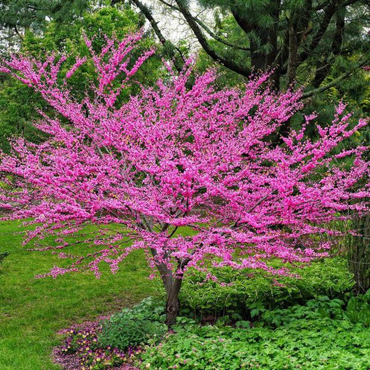 50 Cercis chinensis Seeds ,The Chinese Redbud Seeds, Redbud Seeds - Seedsforgarden (1999-2024 ) .We Ship Seeds & Live Plants Worldwide 