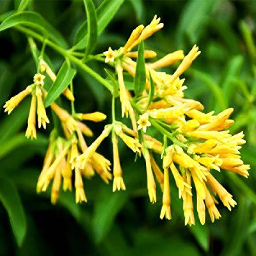 5 Cestrum Nocturnum Plants ,Yellow Raat Ki Rani Plant,  Queen of the night.  With Phytosanitary certificate - Seedsforgarden (Since 1999).We Ship Seeds & Live Plants Worldwide 