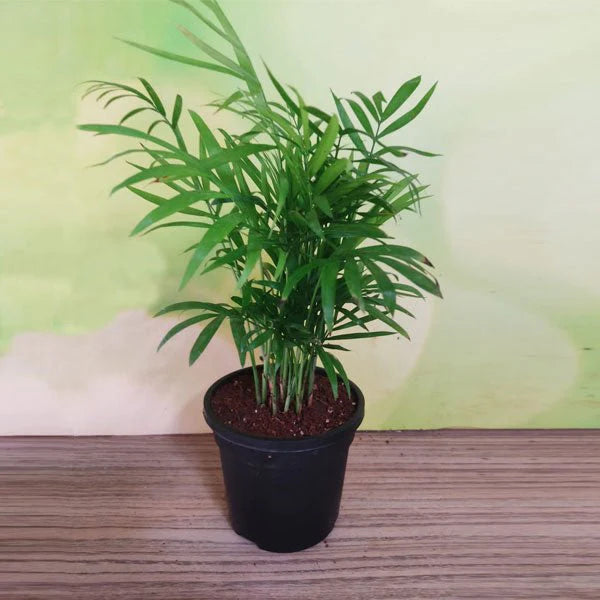 10 Chamaedorea elegans Plants,  Parlor Palm Plants, With Phytosanitary certificate