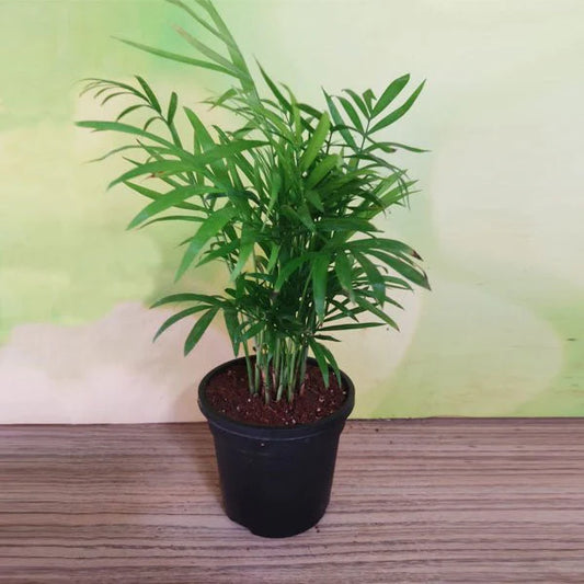 10 Chamaedorea elegans Plants,  Parlor Palm Plants, With Phytosanitary certificate