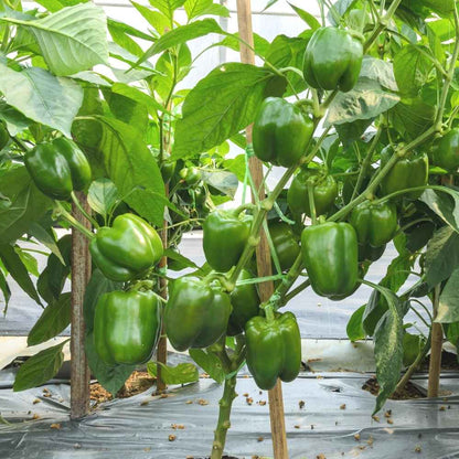 1 Gram Charlie F1 Hybrid Capsicum Seeds –  Green Bell Pepper