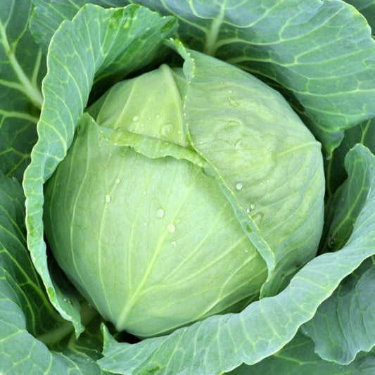 10 Grams Cheers F1 Hybrid Cabbage Seeds | High-Yield Compact Green Cabbage