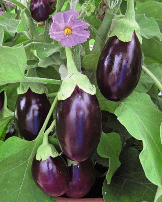 10 Grams Chhutki F1 Hybrid Eggplant Seeds for Home Gardening