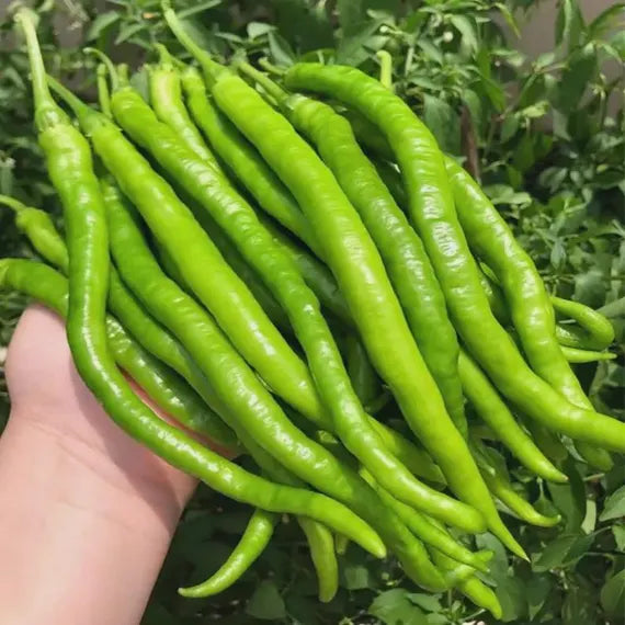 10 Grams Chilli Green Slim Plus Seeds – | Long Green Chillies