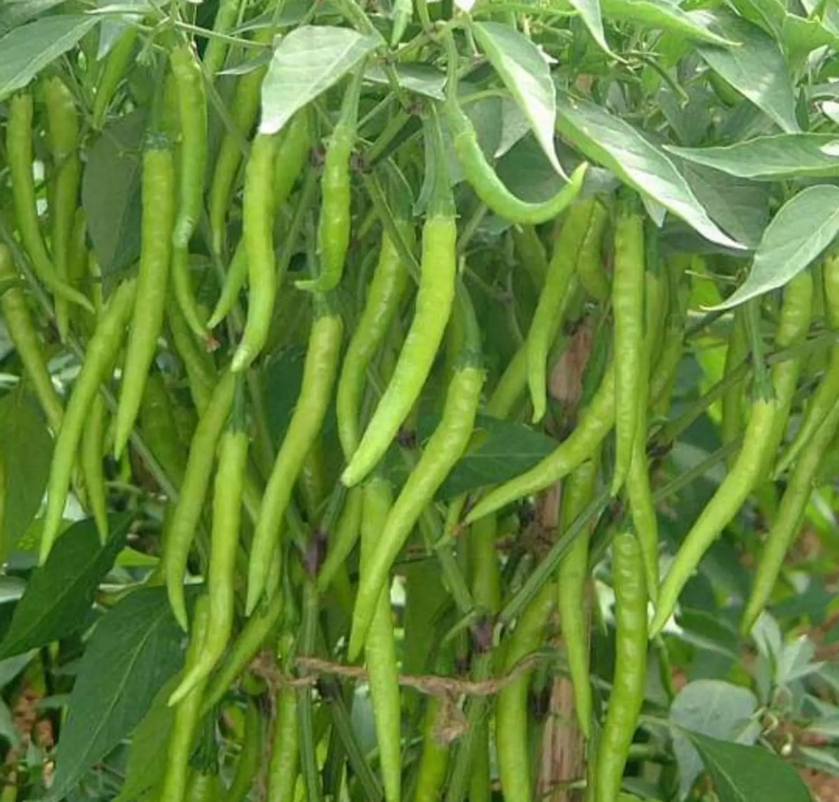 500 Nongwoo HP 7715 F1 Hybrid Chilli Seeds | Hot Pepper Seeds