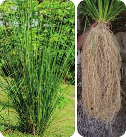 50 Dharini Vetiver Grass Slips , Chrysopogon zizanioide With Phytosanitary certificate and trackable shipping.