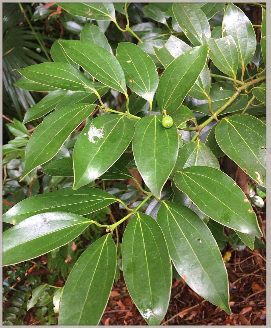 10 Cinnamomum verum Plants, Pattai Plants, With Phytosanitary Certificate