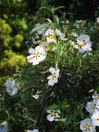 100 Cistus ladanifer Seeds, Gum rockrose Seeds, - Seedsforgarden (1999-2024 ) .We Ship Seeds & Live Plants Worldwide 