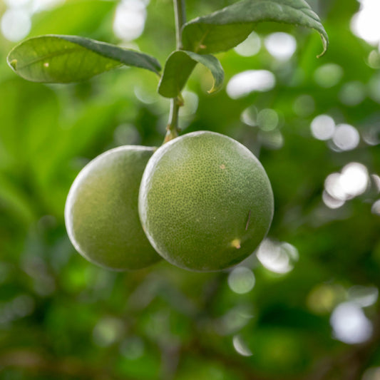 10 Citrus limon 'Kolkata Pati Plants,  With Phytosanitary certificate