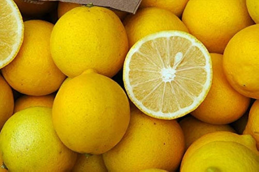 10 Citrus pennivesiculata Plants, Giant Bitter Lemon, Pickle Lime,