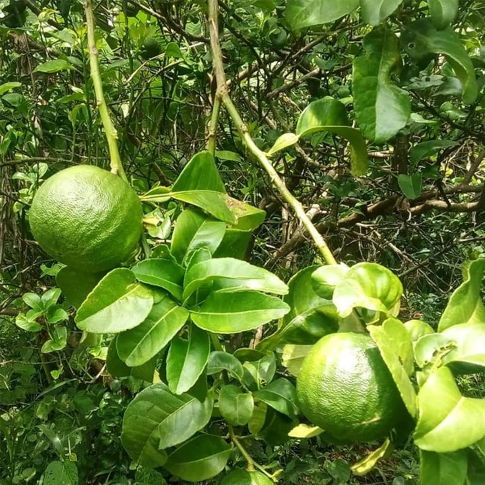 10 Citrus pennivesiculata Plants, Gajanimma Plants, Vadukapuli Plants With Phytosanitary certificate