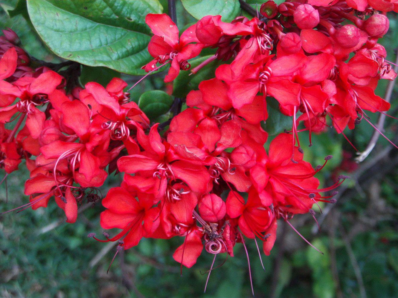 5 Clerodendrum splendens Plants, Flaming Glorybower Plants. With Phytosanitary Certificate - Seedsforgarden (Since 1999).We Ship Seeds & Live Plants Worldwide 