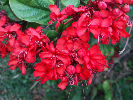 5 Clerodendrum splendens Plants, Flaming Glorybower Plants. With Phytosanitary Certificate - Seedsforgarden (Since 1999).We Ship Seeds & Live Plants Worldwide 