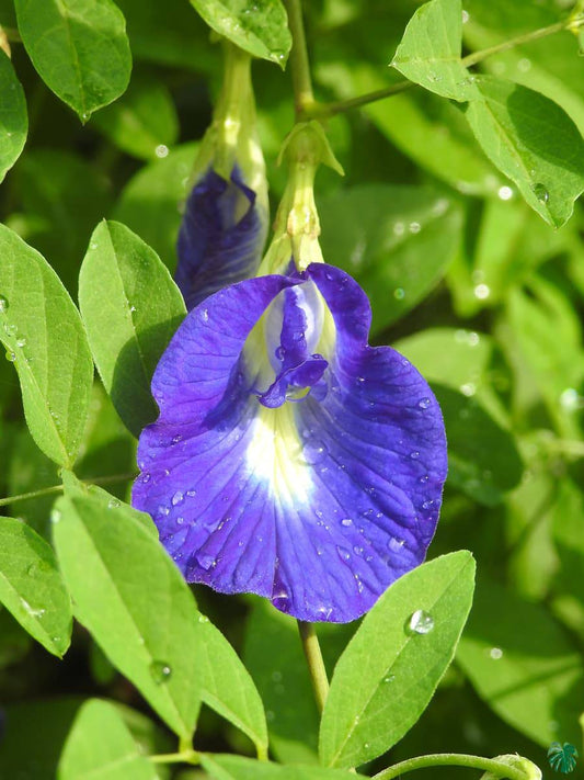 10 Clitoria Ternatea Plants, Blue Butterfly pea Plants , Aparajita Plants, With Phytosanitary certificate - Seedsforgarden (Since 1999).We Ship Seeds & Live Plants Worldwide 