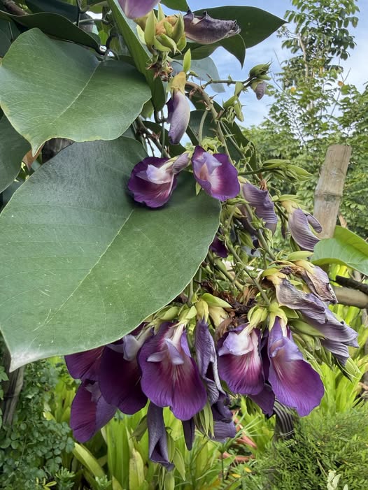 10 Clitoria arborea Plants, Butterfly Pea Tree Plants,  Shankupushpa Tree