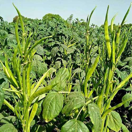 1 Kg  Cluster Bean Seeds,  Cyamopsis tetragonoloba – With Phytosanitary Certificate