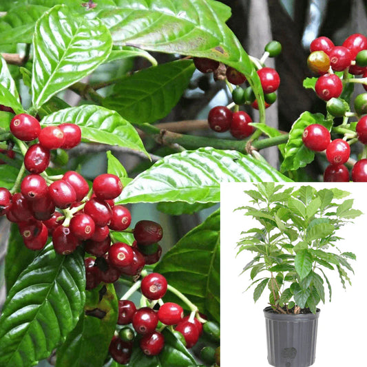 10 Coffee Plants , Coffea arabica Plants, Arabica Coffee Plants