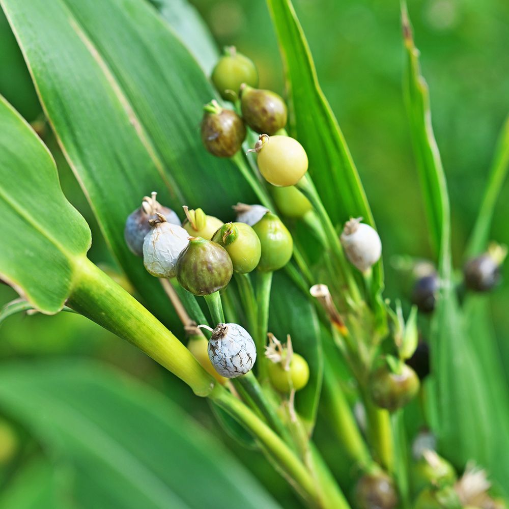 12 Coix lacryma-jobi  Plants, Job’s Tears Plants,  Adlay plants